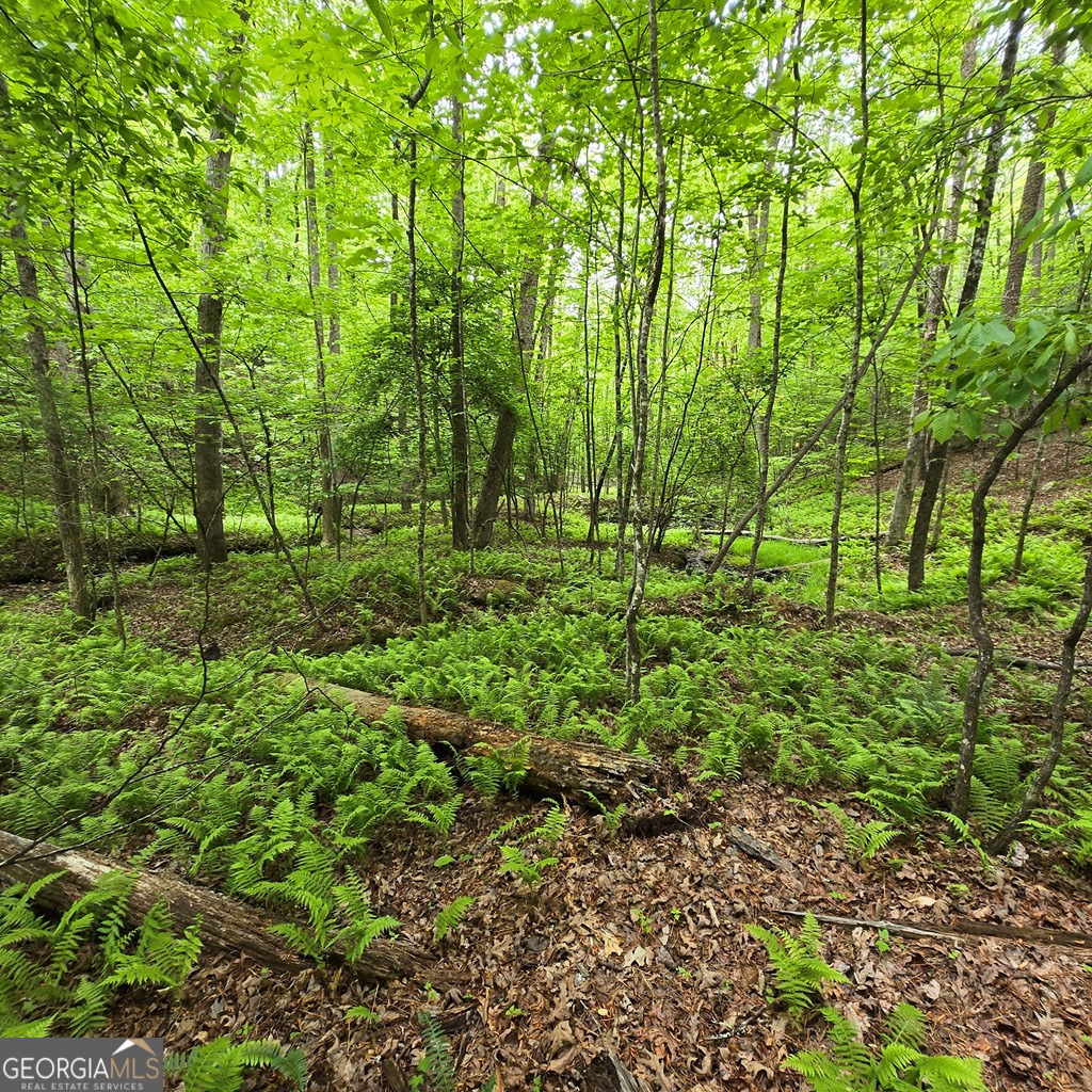 3.5ACRE Dusty Trail Morganton GA 30560