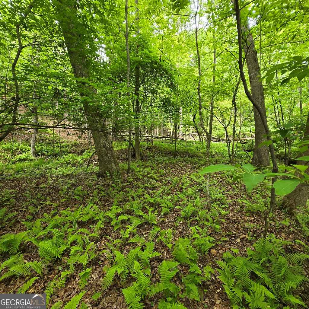 3.5ACRE Dusty Trail Morganton GA 30560