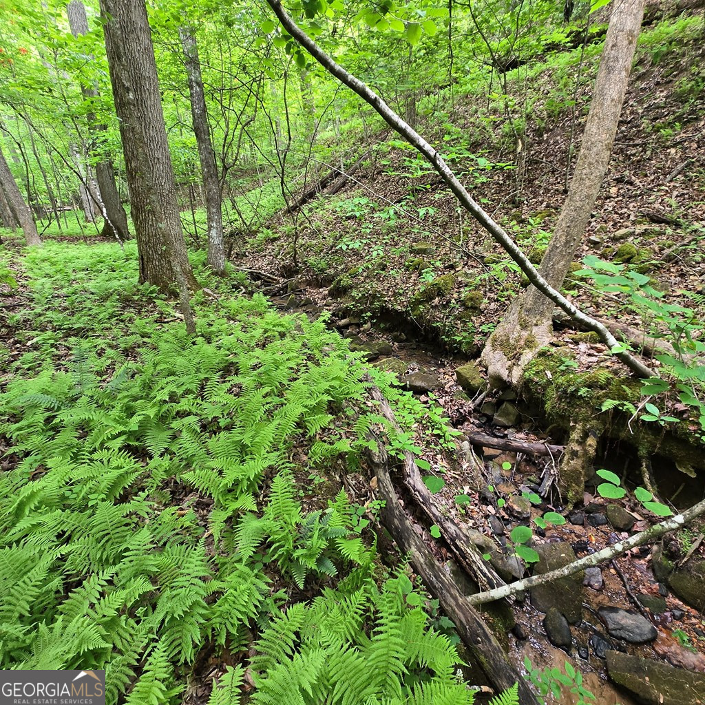 3.5ACRE Dusty Trail Morganton GA 30560
