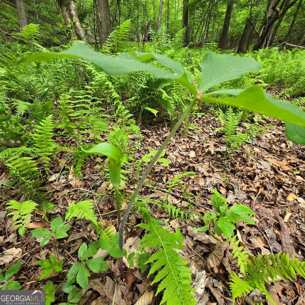 3.5ACRE Dusty Trail Morganton GA 30560