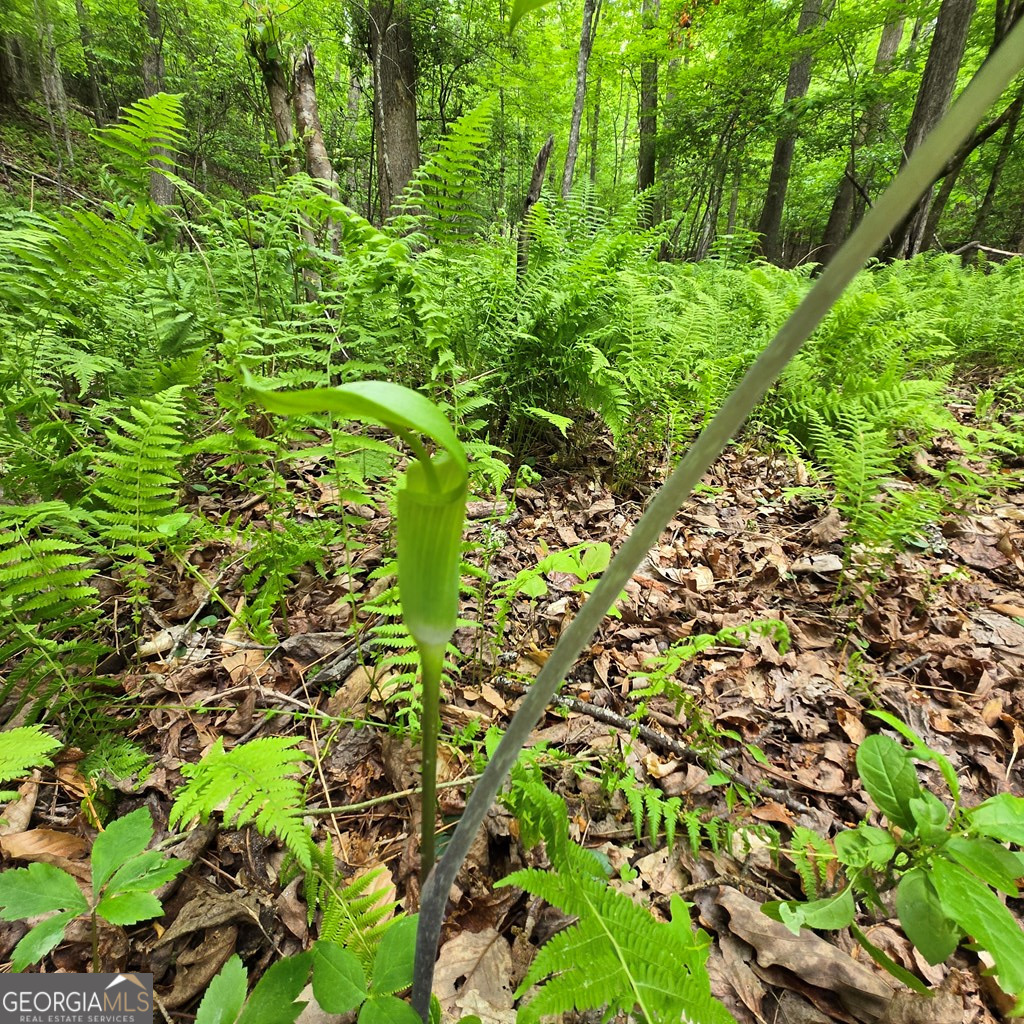 3.5ACRE Dusty Trail Morganton GA 30560