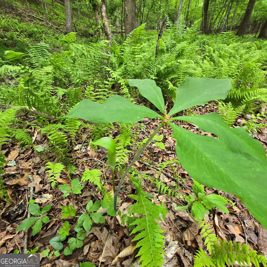 3.5ACRE Dusty Trail Morganton GA 30560