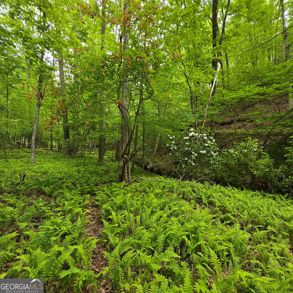 3.5ACRE Dusty Trail Morganton GA 30560