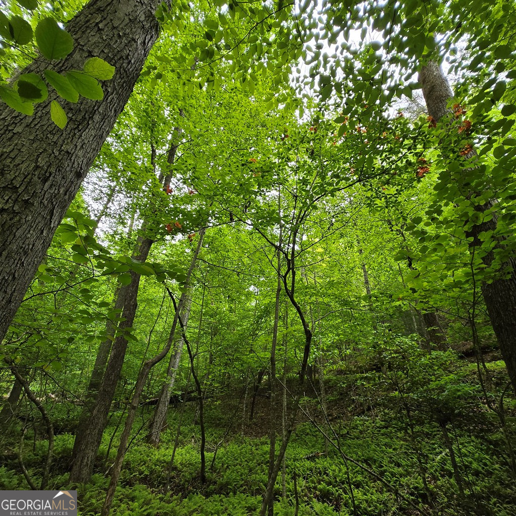3.5ACRE Dusty Trail Morganton GA 30560