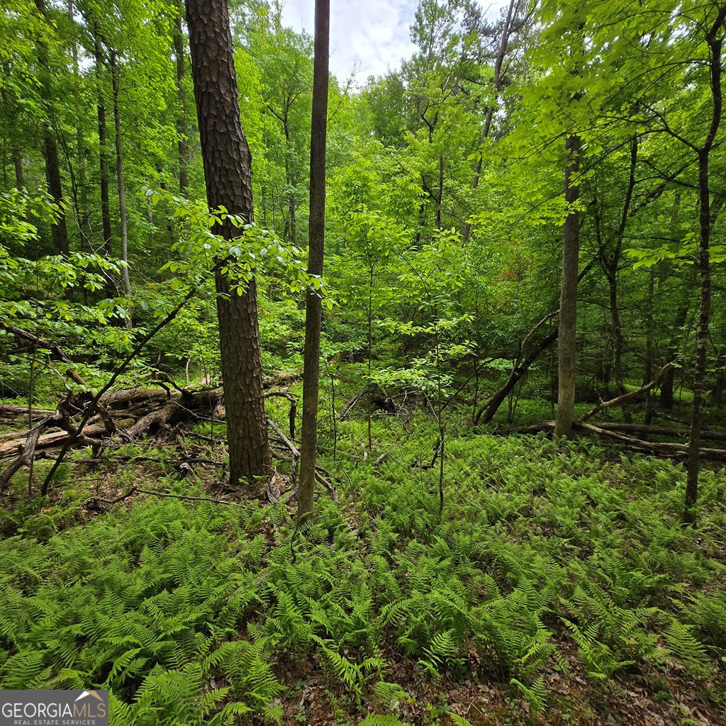 3.5ACRE Dusty Trail Morganton GA 30560