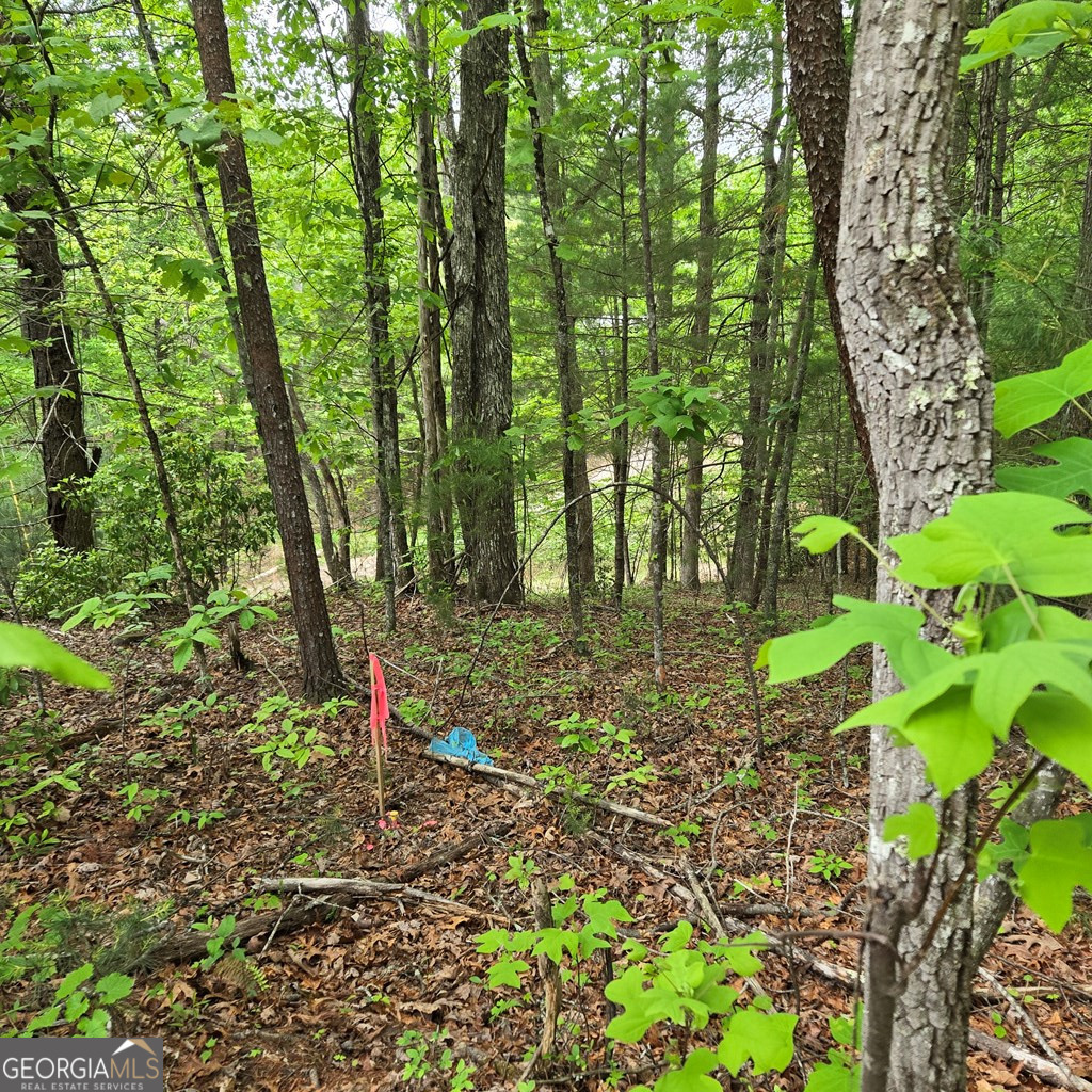 3.5ACRE Dusty Trail Morganton GA 30560