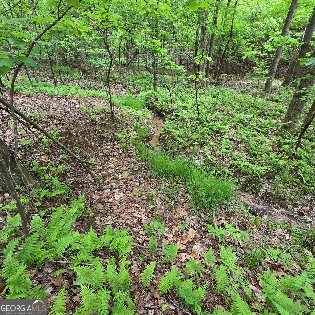 3.5ACRE Dusty Trail Morganton GA 30560
