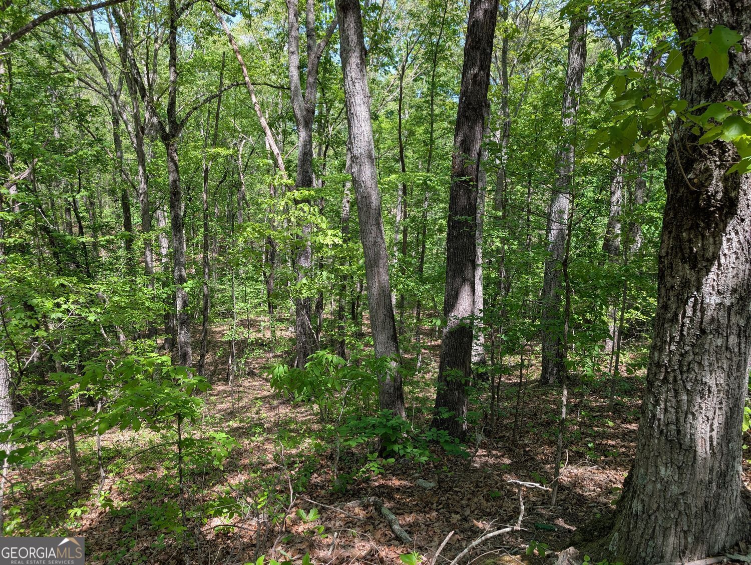 110 Honeysuckle Drive Cumming GA 30040