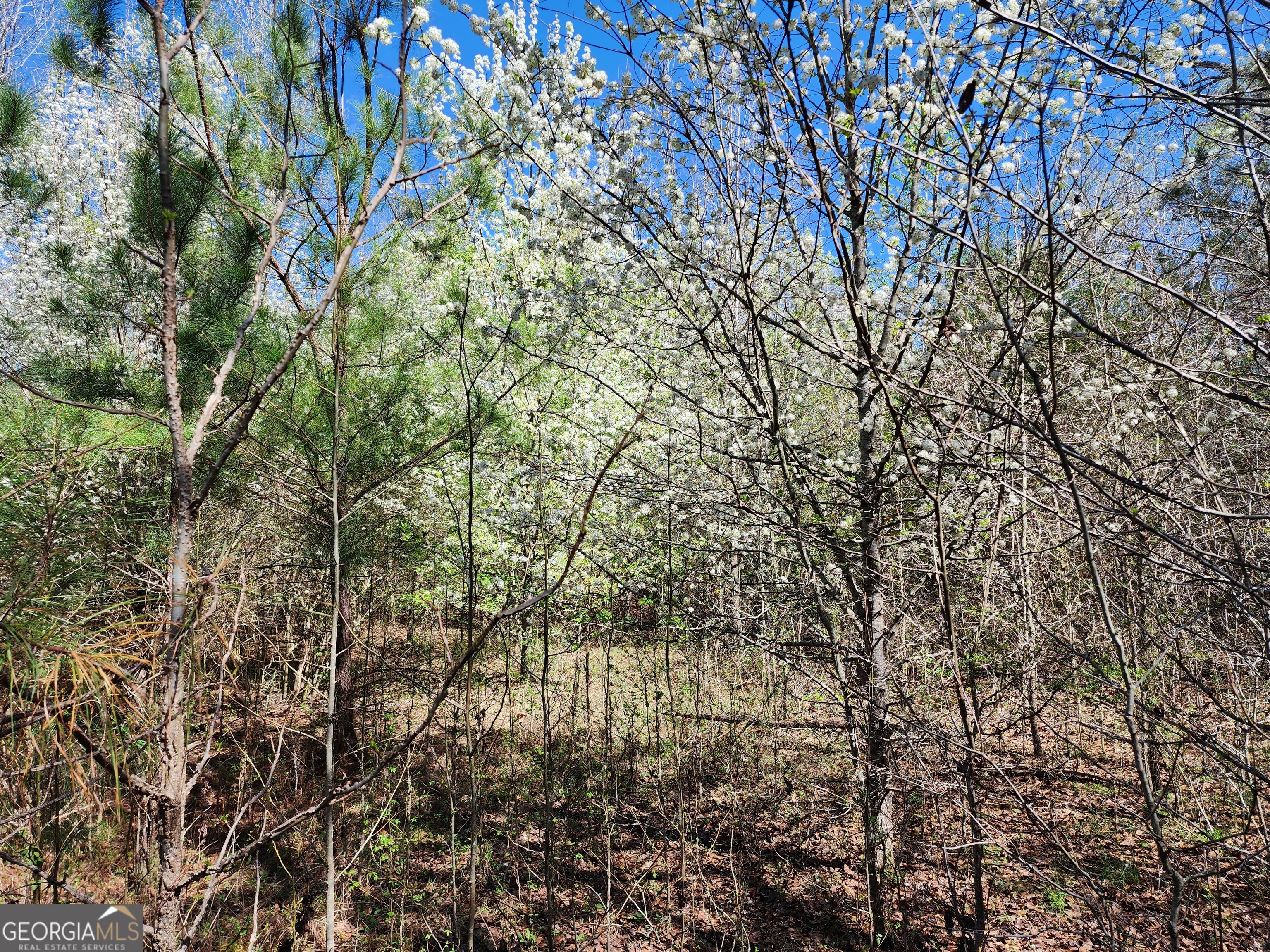 0 Deer Ridge Drive Hamilton GA 31811
