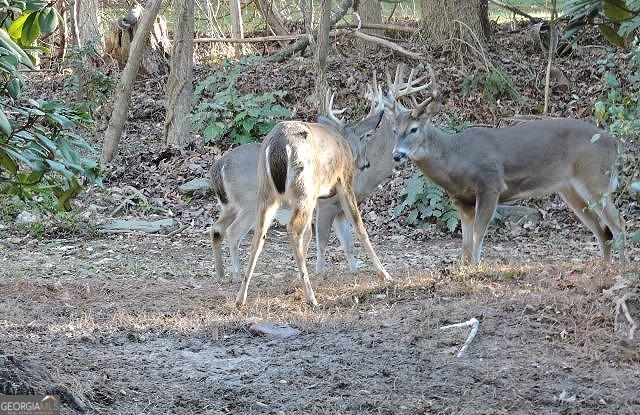 191+/- Acres Off Highway 136 Highway Dawsonville GA 30534