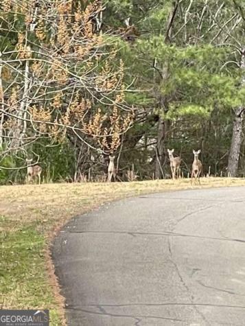 Lt 33 Buck Creek Road Ellijay GA 30540