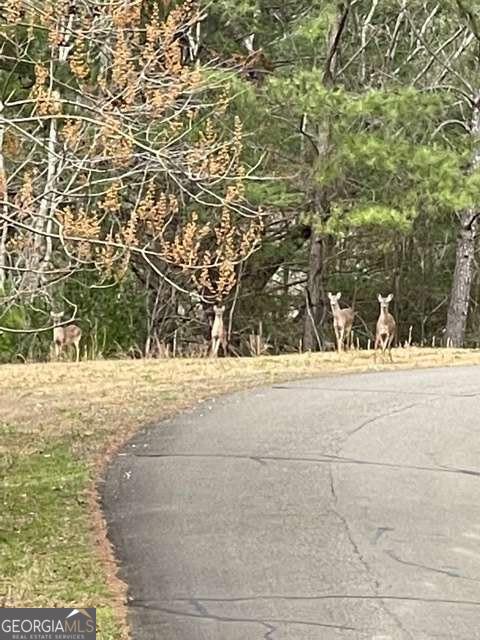 Lt 33 Buck Creek Road Ellijay GA 30540