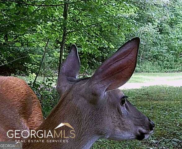 1994 Camp Creek Road Lakemont GA 30552