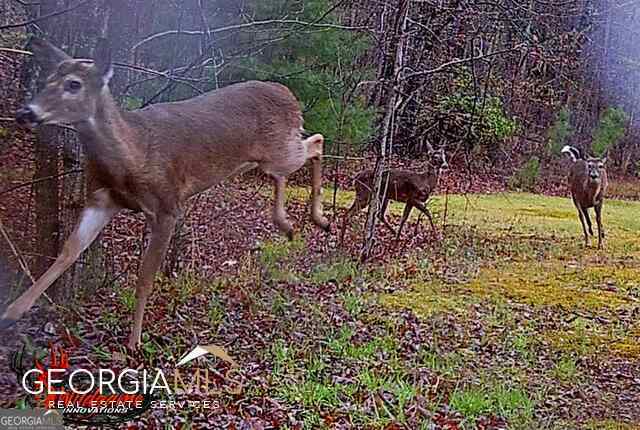 1994 Camp Creek Road Lakemont GA 30552