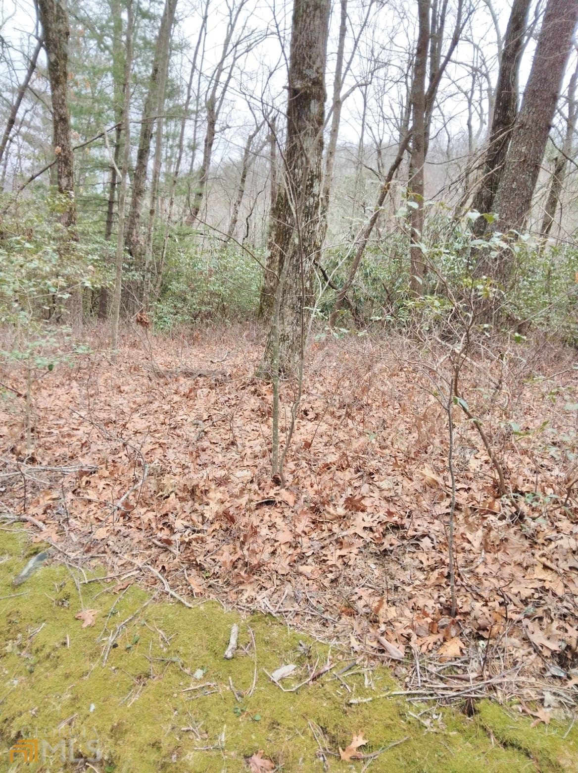 0 Lot 10 & 11 Honey Bear Dillard GA 30537