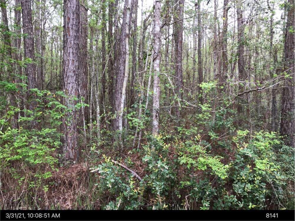 Lot 35 Lewis Lane Townsend GA 31331