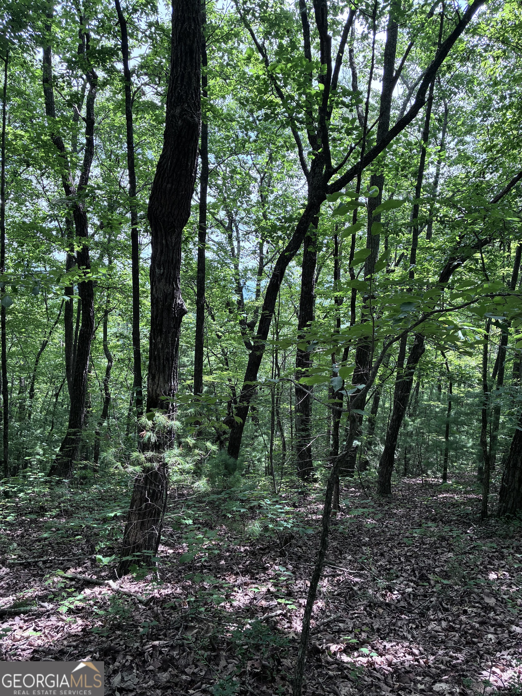 829 Morton Drive Ellijay GA 30540