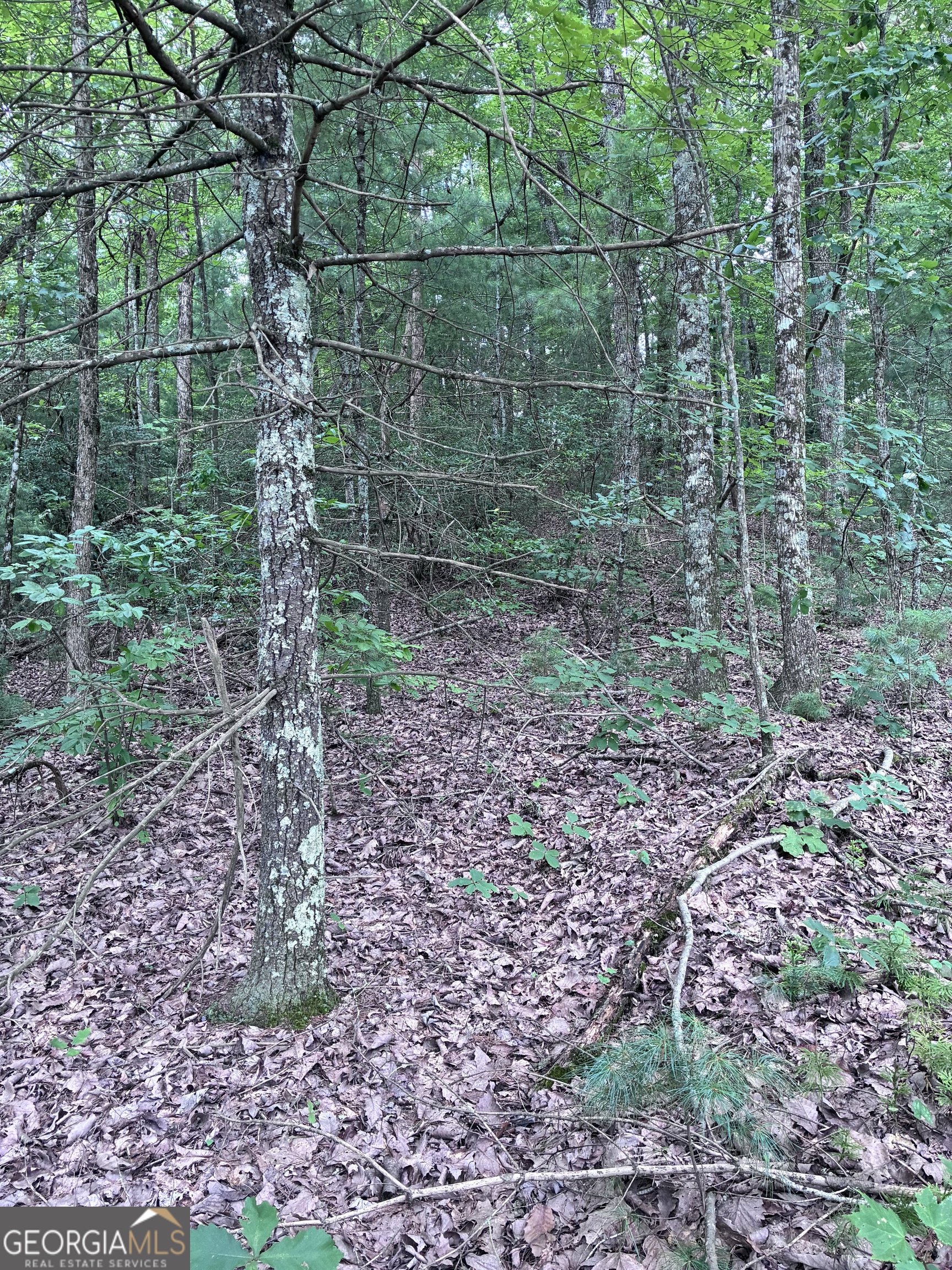 829 Morton Drive Ellijay GA 30540