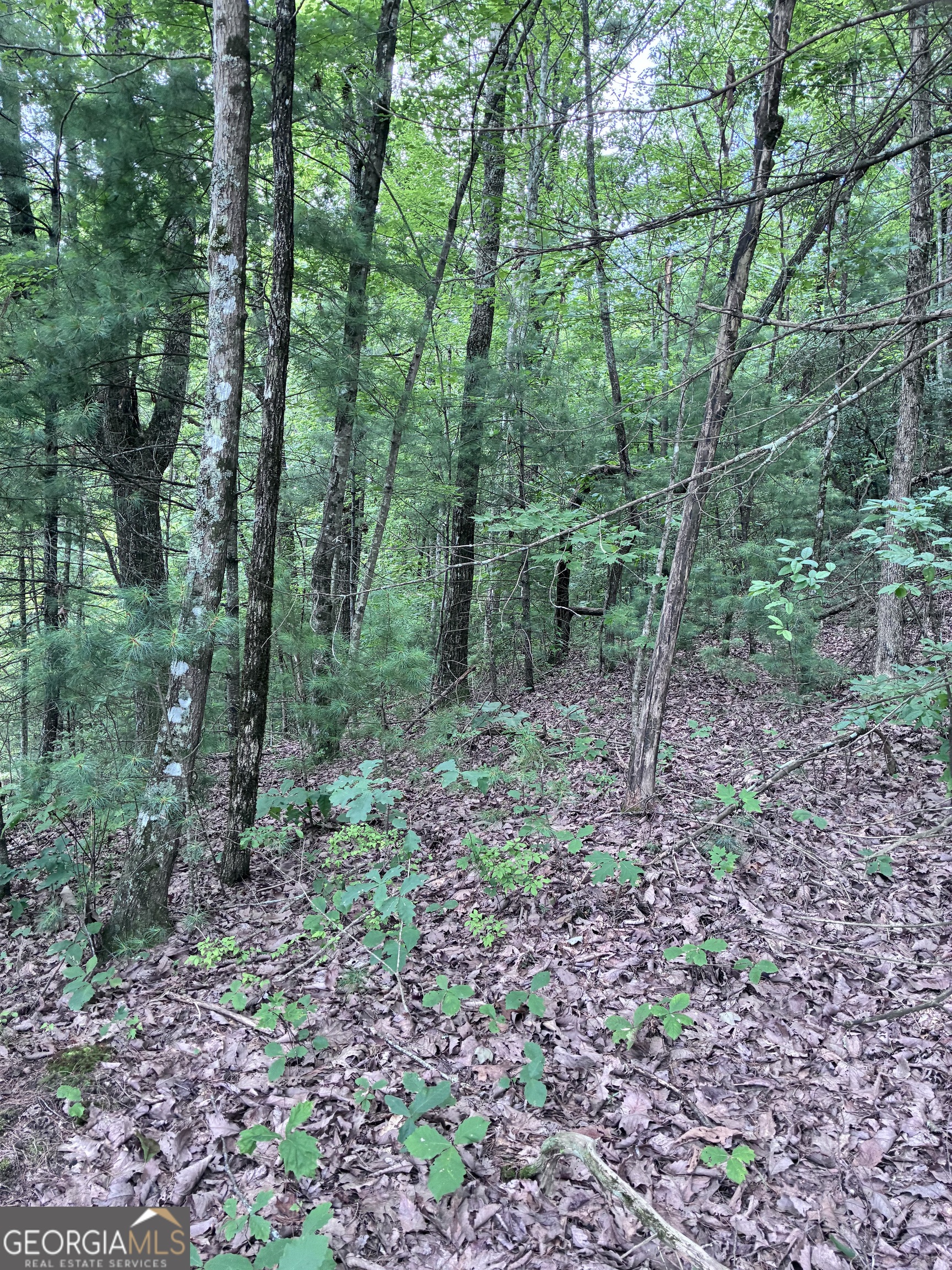 829 Morton Drive Ellijay GA 30540