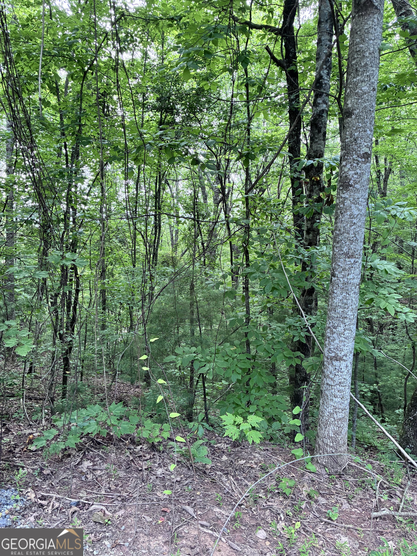 829 Morton Drive Ellijay GA 30540