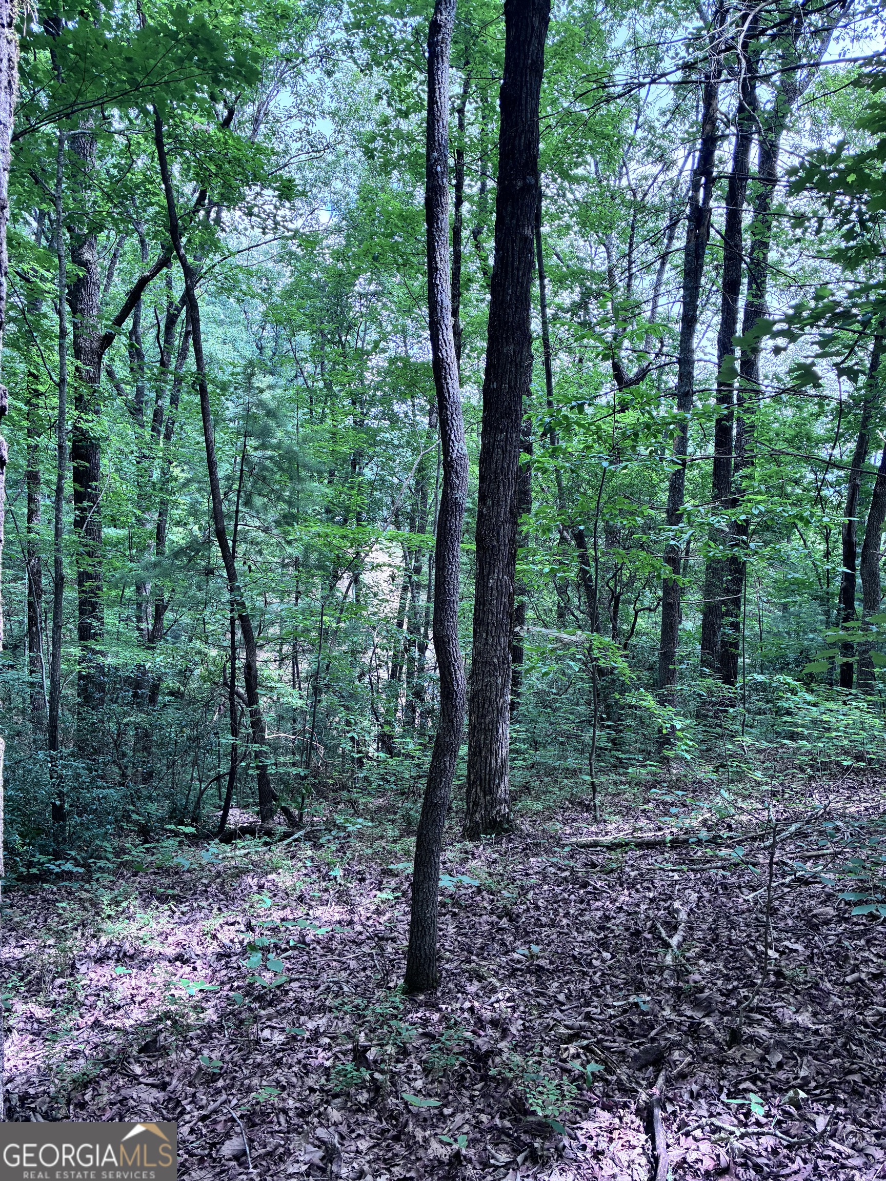 829 Morton Drive Ellijay GA 30540