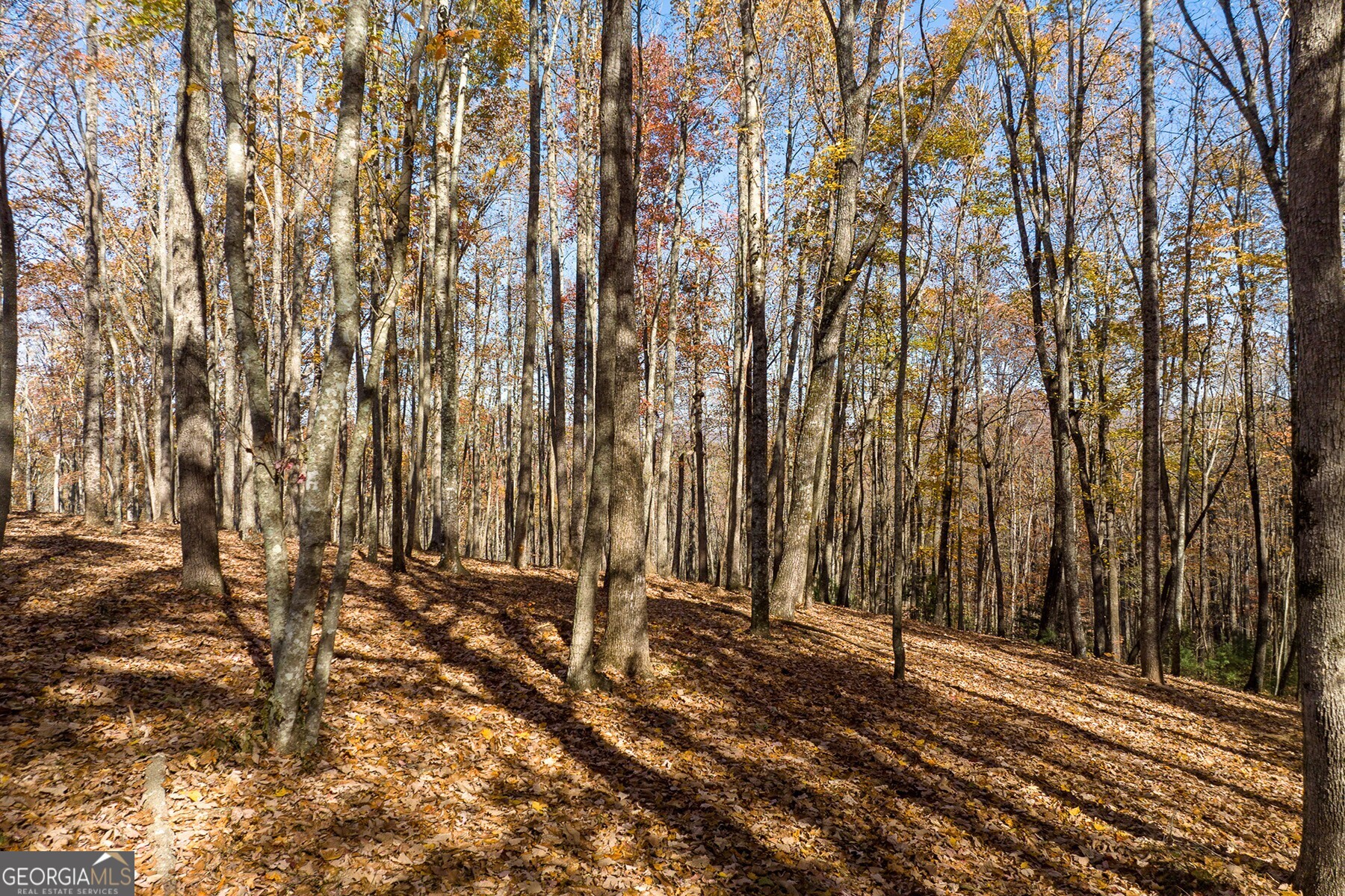 Anderson Creek Tanager Trail Ellijay GA 30536