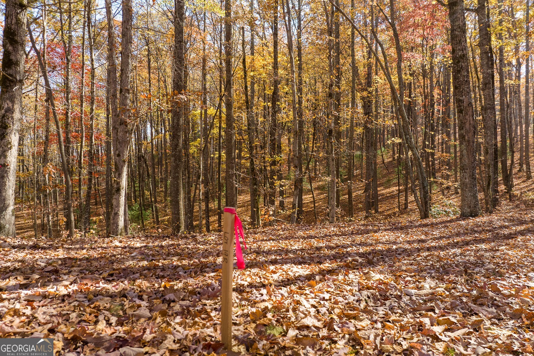 Anderson Creek Tanager Trail Ellijay GA 30536