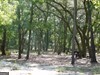 239 River Moss Road Reidsville GA 30453