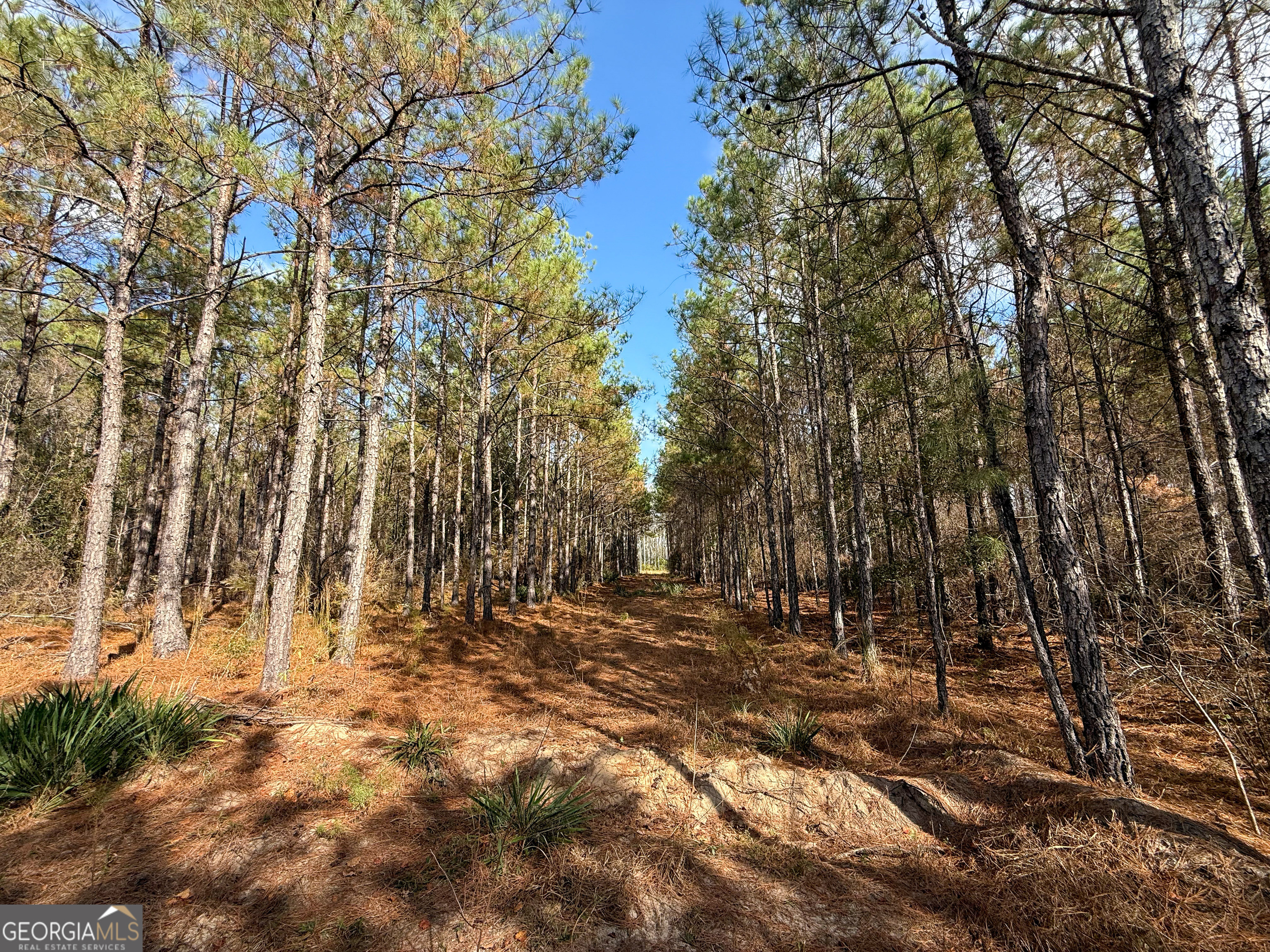 0 Bells Ferry Road Lumber City GA 31549