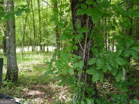 #13 Dan Knob Hayesville NC 28904
