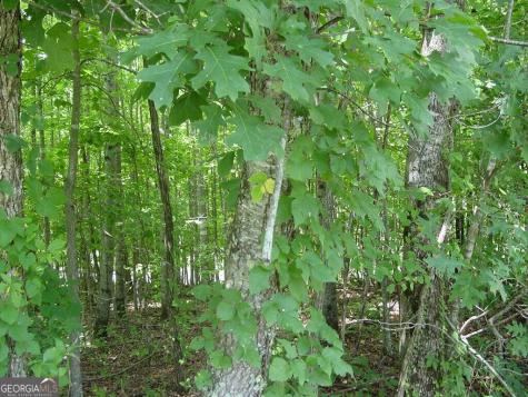 #13 Dan Knob Hayesville NC 28904