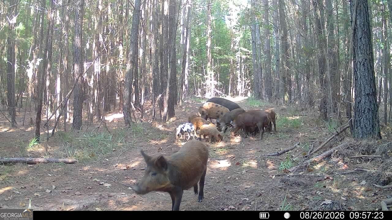 8 Bunch Road Tignall GA 30668