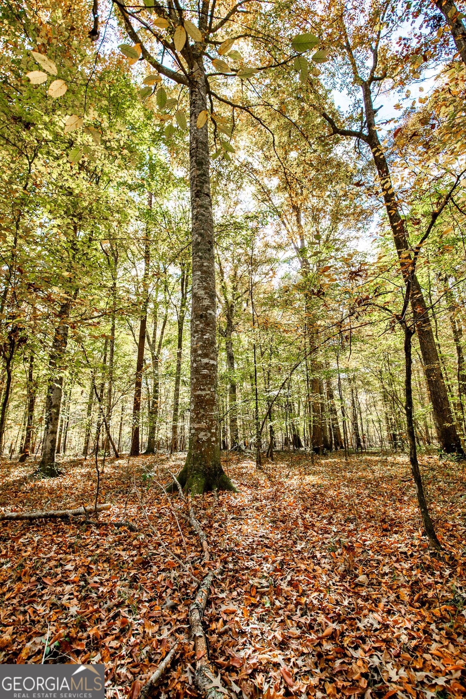 0 Morgan Mill Road Senoia GA 30276