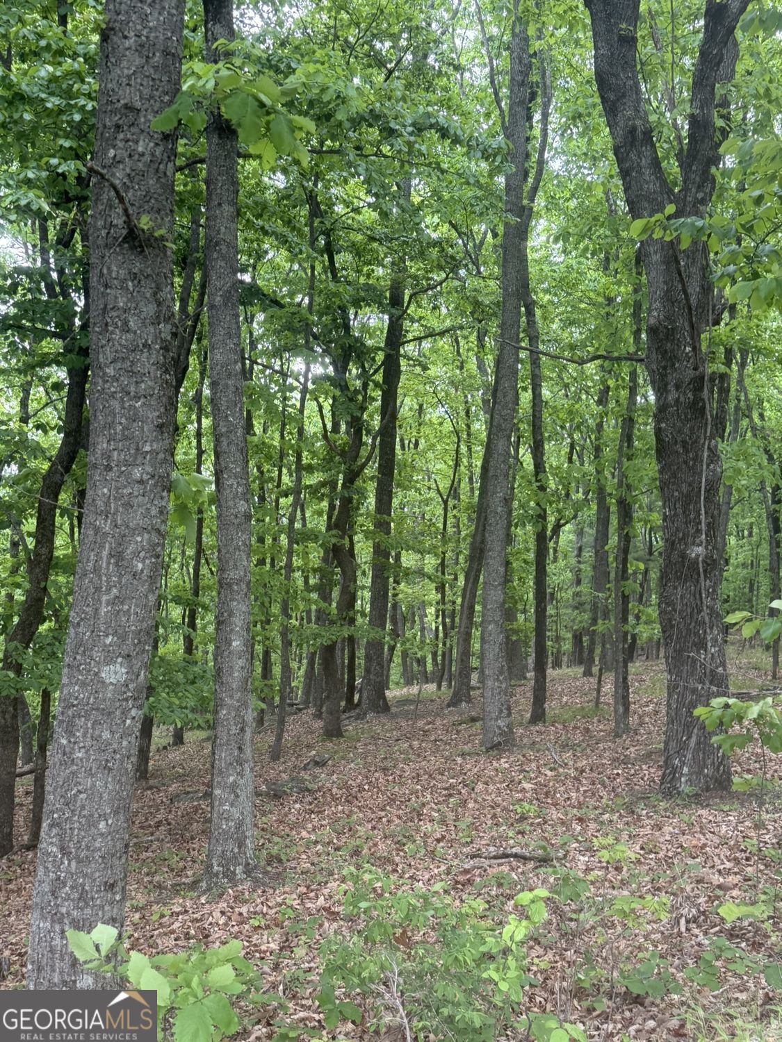 Lot 38 Mountainside Drive Cleveland GA 30528