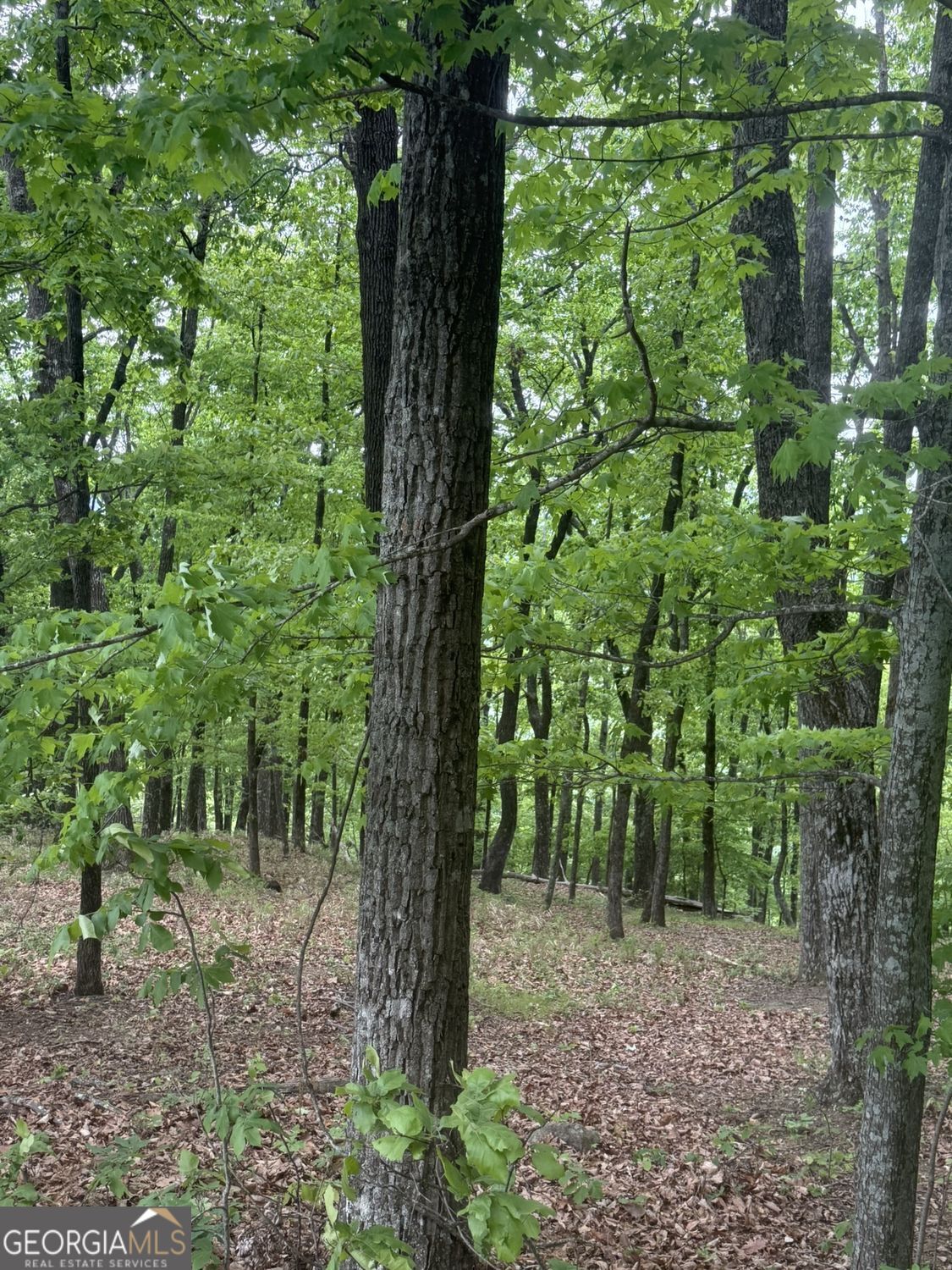 Lot 38 Mountainside Drive Cleveland GA 30528