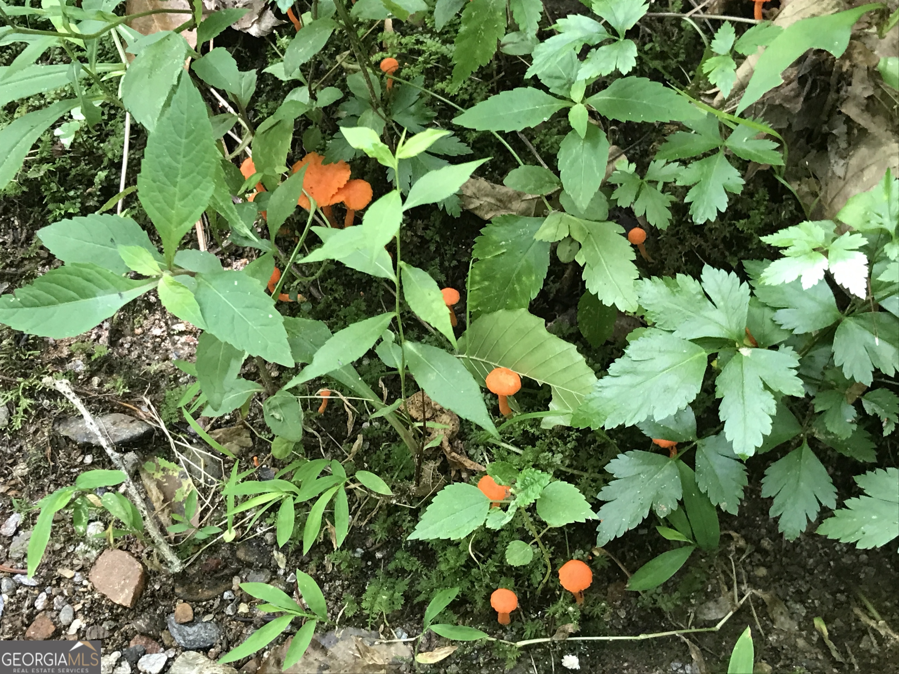 0 Moores Gin Road Fairmount GA 30139