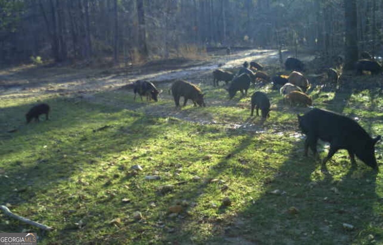 92 Lillian Strong Road Carlton GA 30627