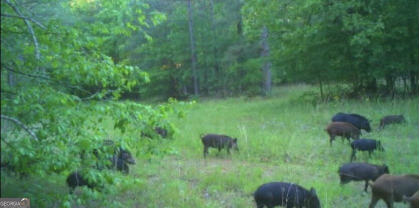 92 Lillian Strong Road Carlton GA 30627