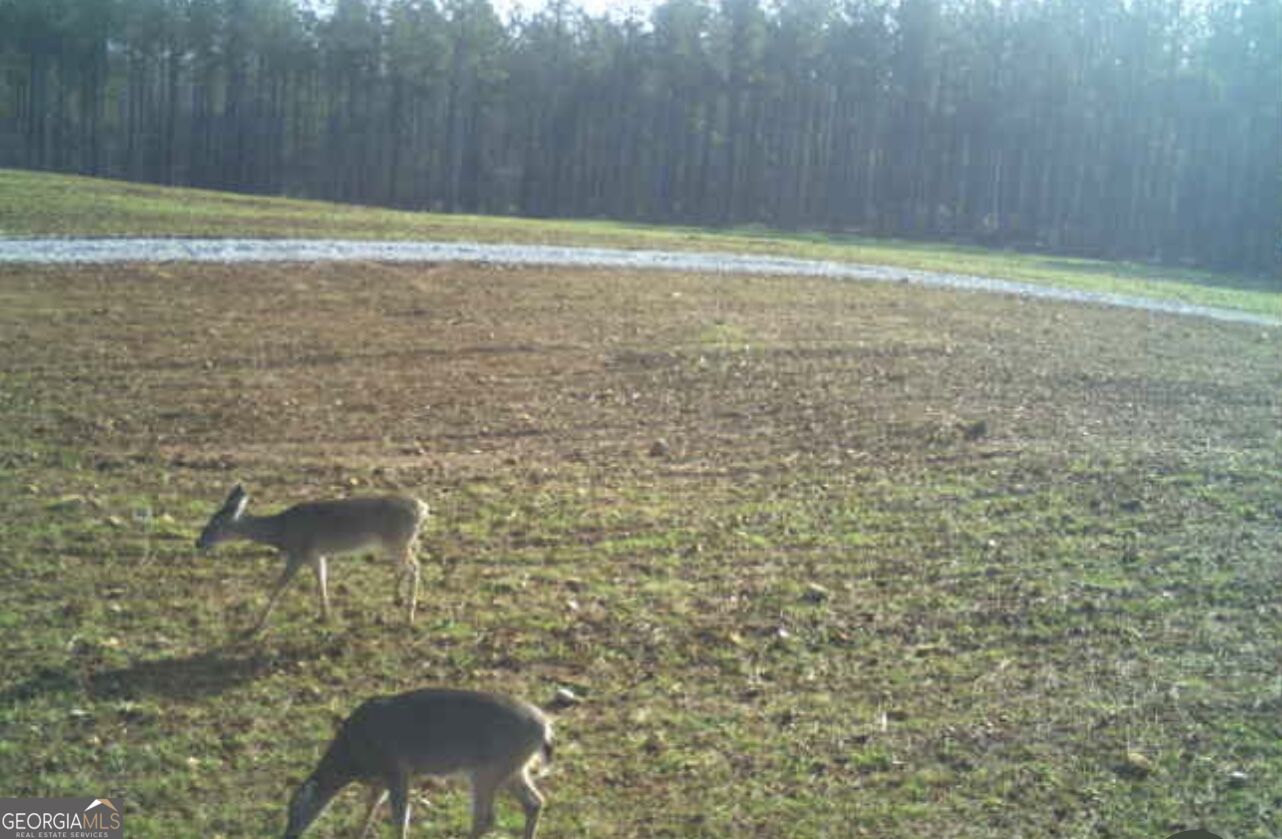 92 Lillian Strong Road Carlton GA 30627