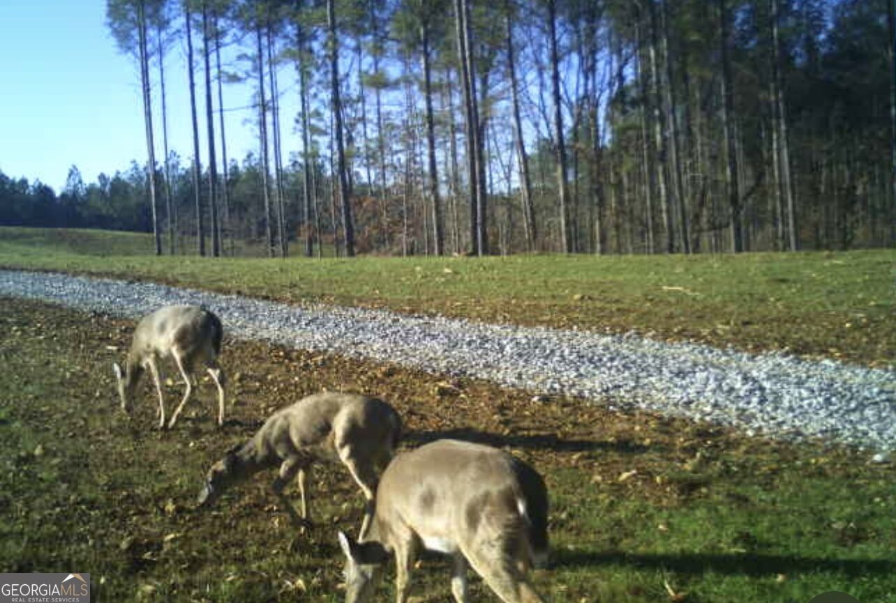 92 Lillian Strong Road Carlton GA 30627