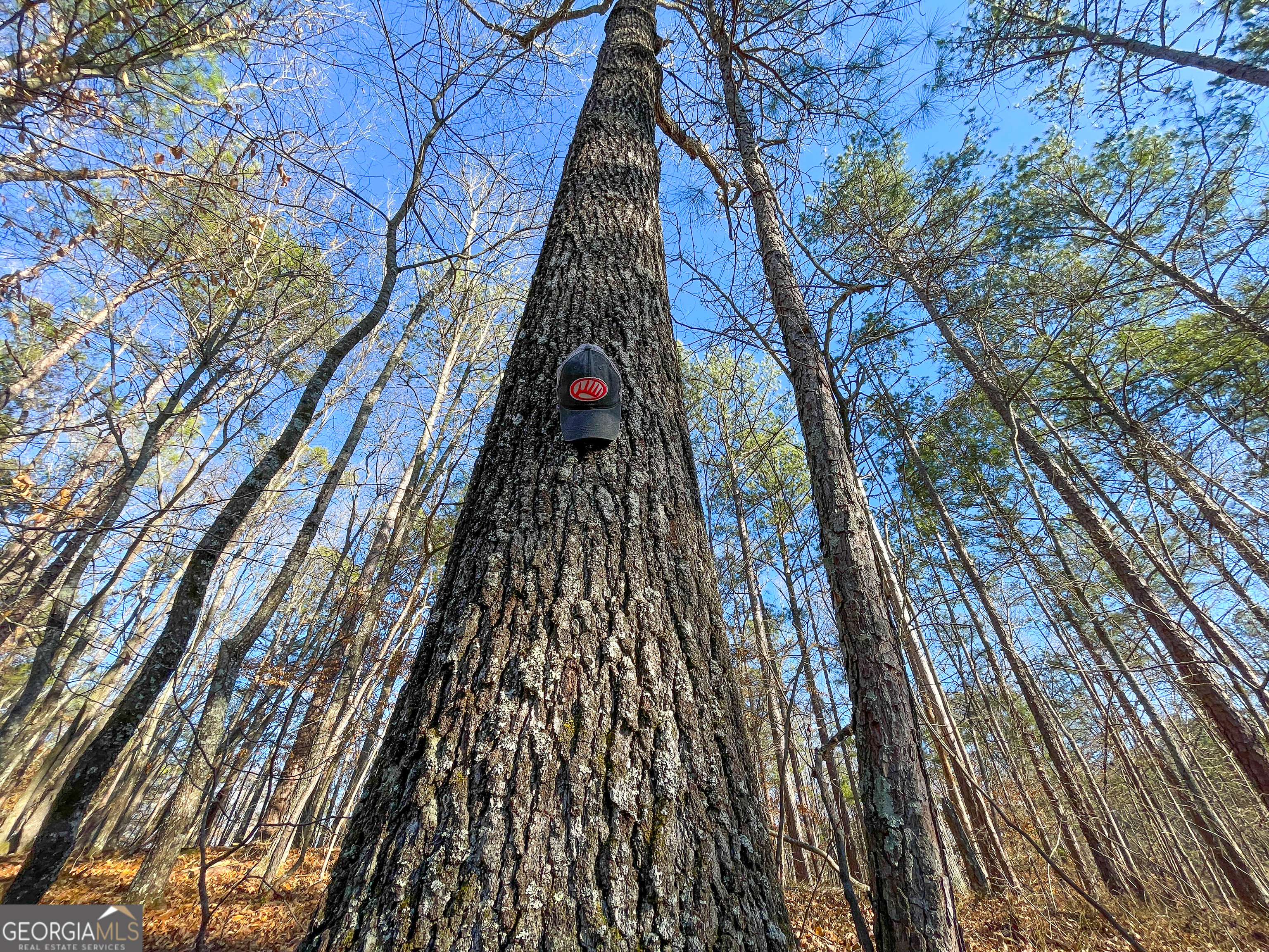 125 George Green Road (9 +/- Acres) Tallapoosa GA 30176