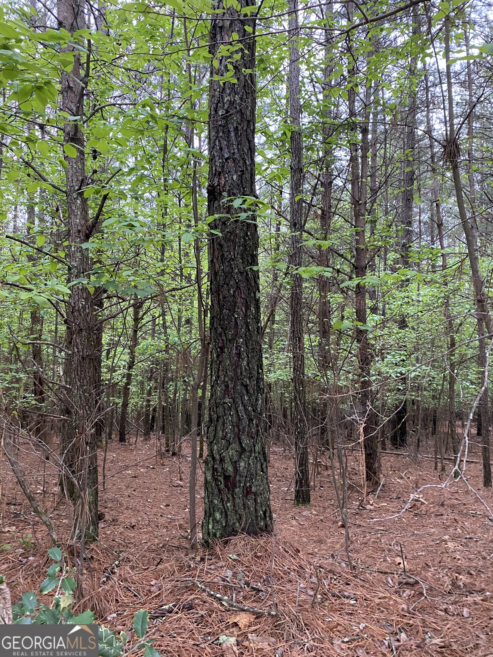 0 Mull Drive Mineral Bluff GA 30559