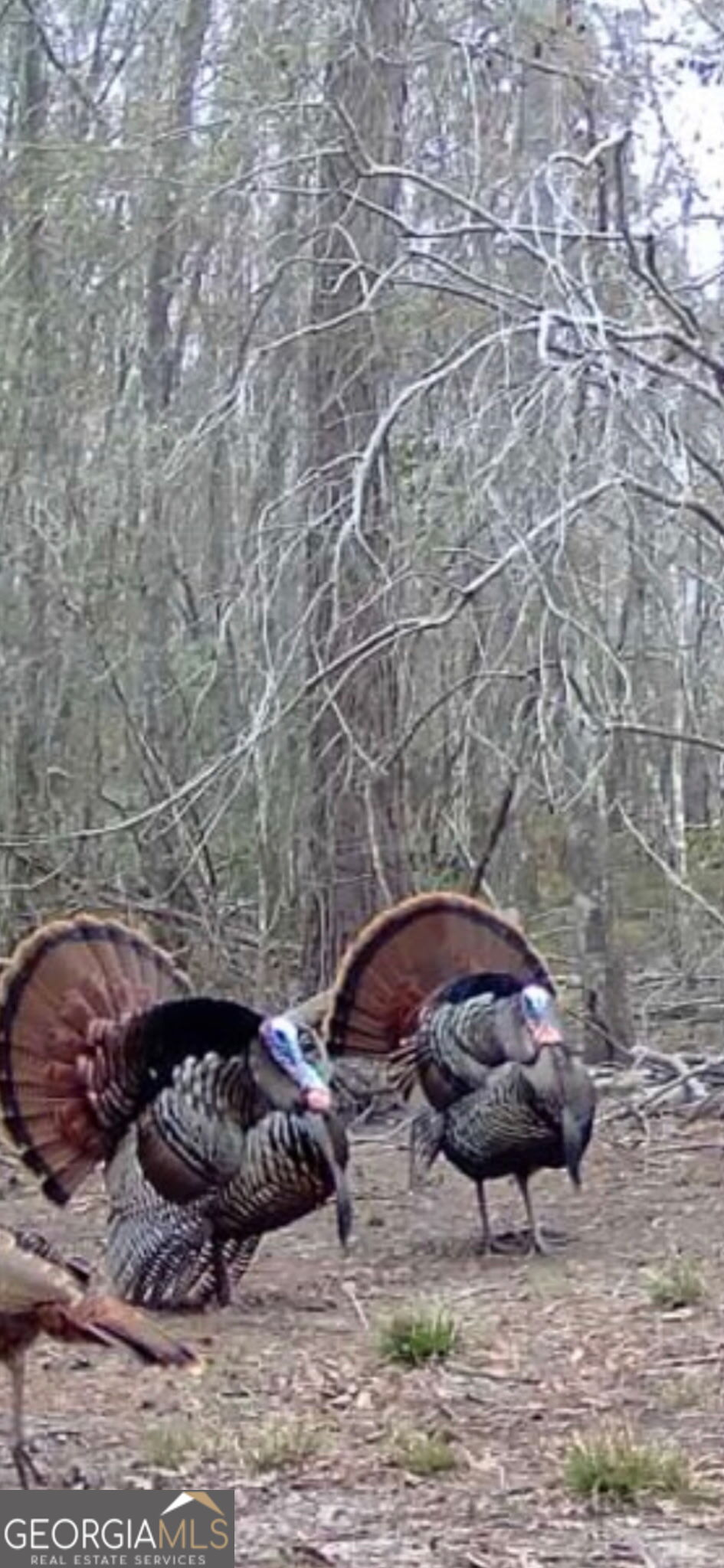 0 Twin Oaks Road Ray City GA 31645