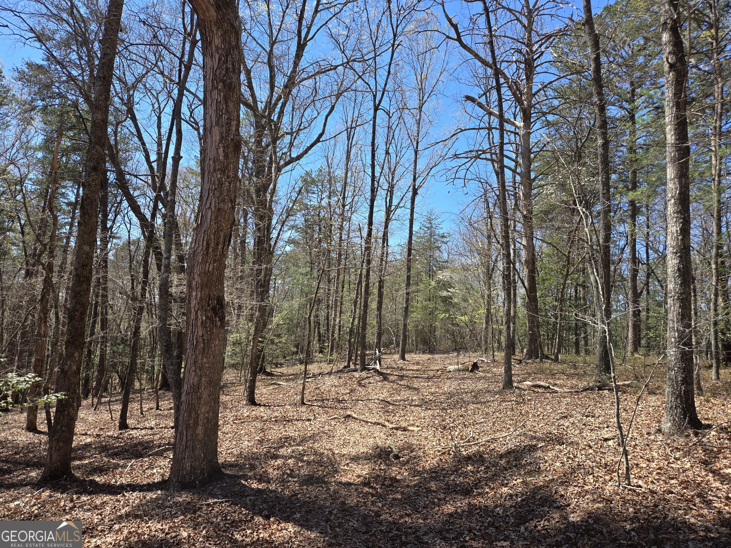 95 Black Bear Trail Cleveland GA 30528