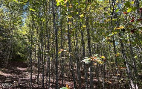 37+ Acres Jarrett Road Hayesville NC 28904