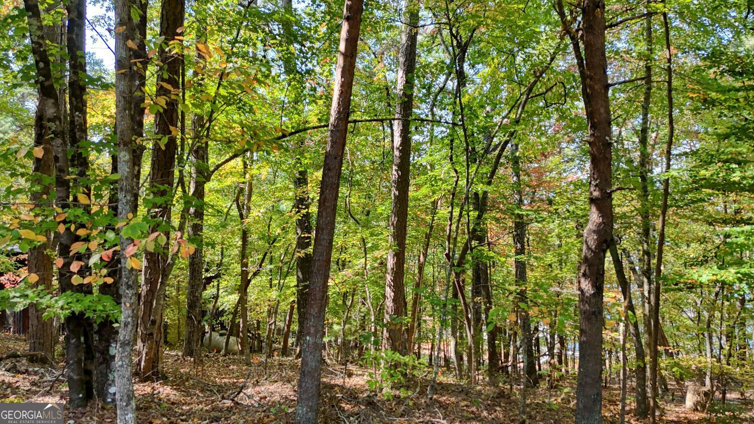 76 Acres Charlotte Circle Blue Ridge GA 30513
