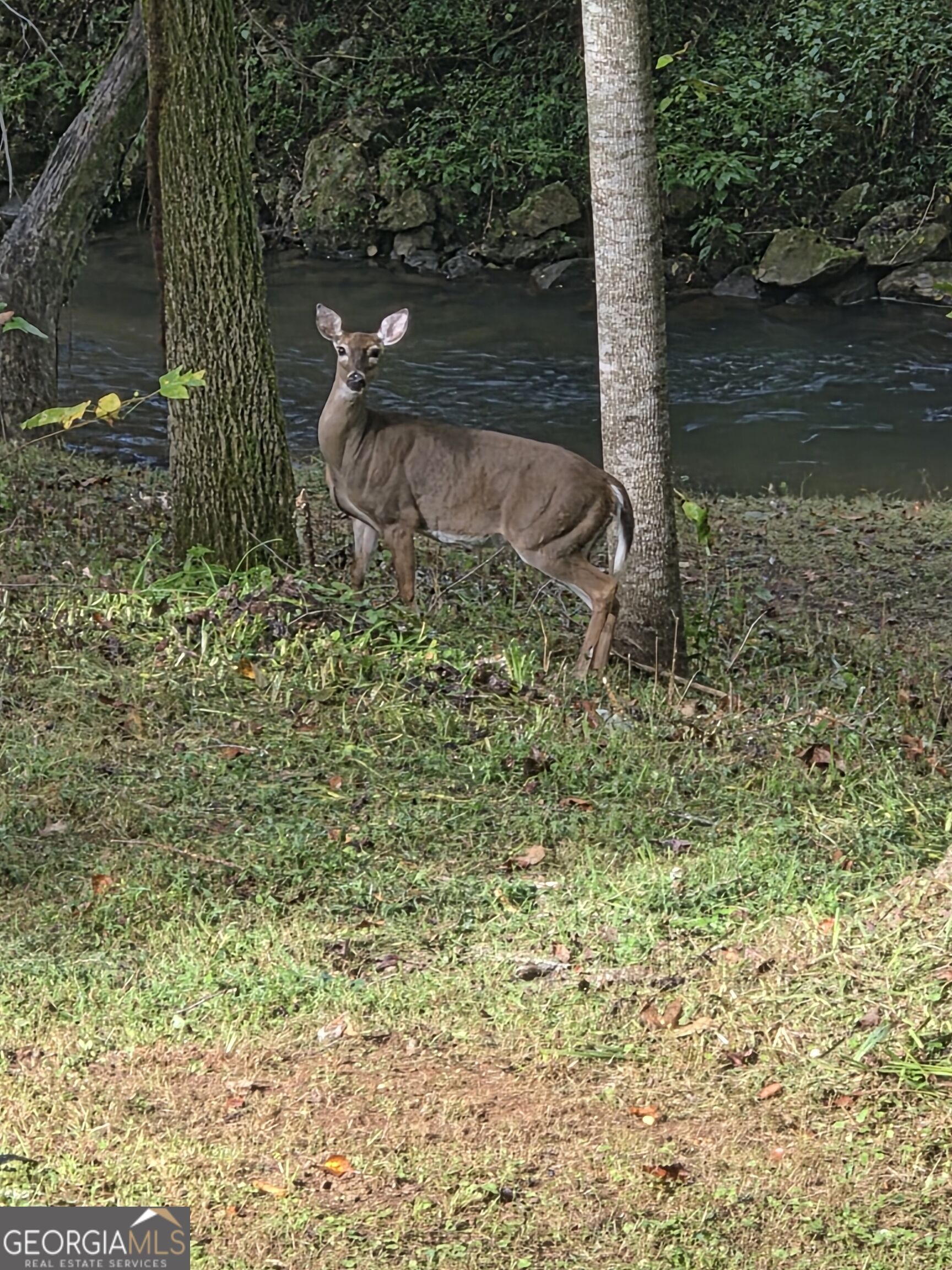 357 Little River Lane Rabun Gap GA 30568