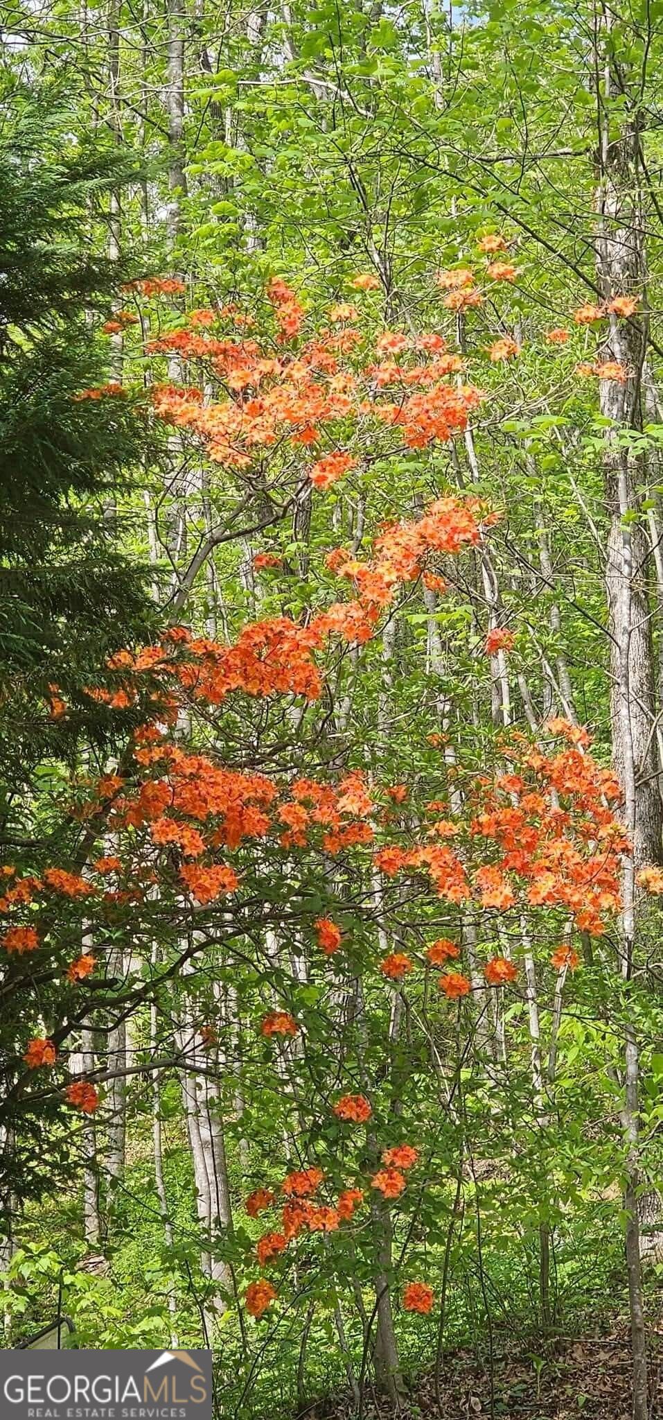 357 Little River Lane Rabun Gap GA 30568