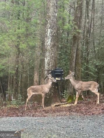 175 Mountain Springs Road Ellijay GA 30540