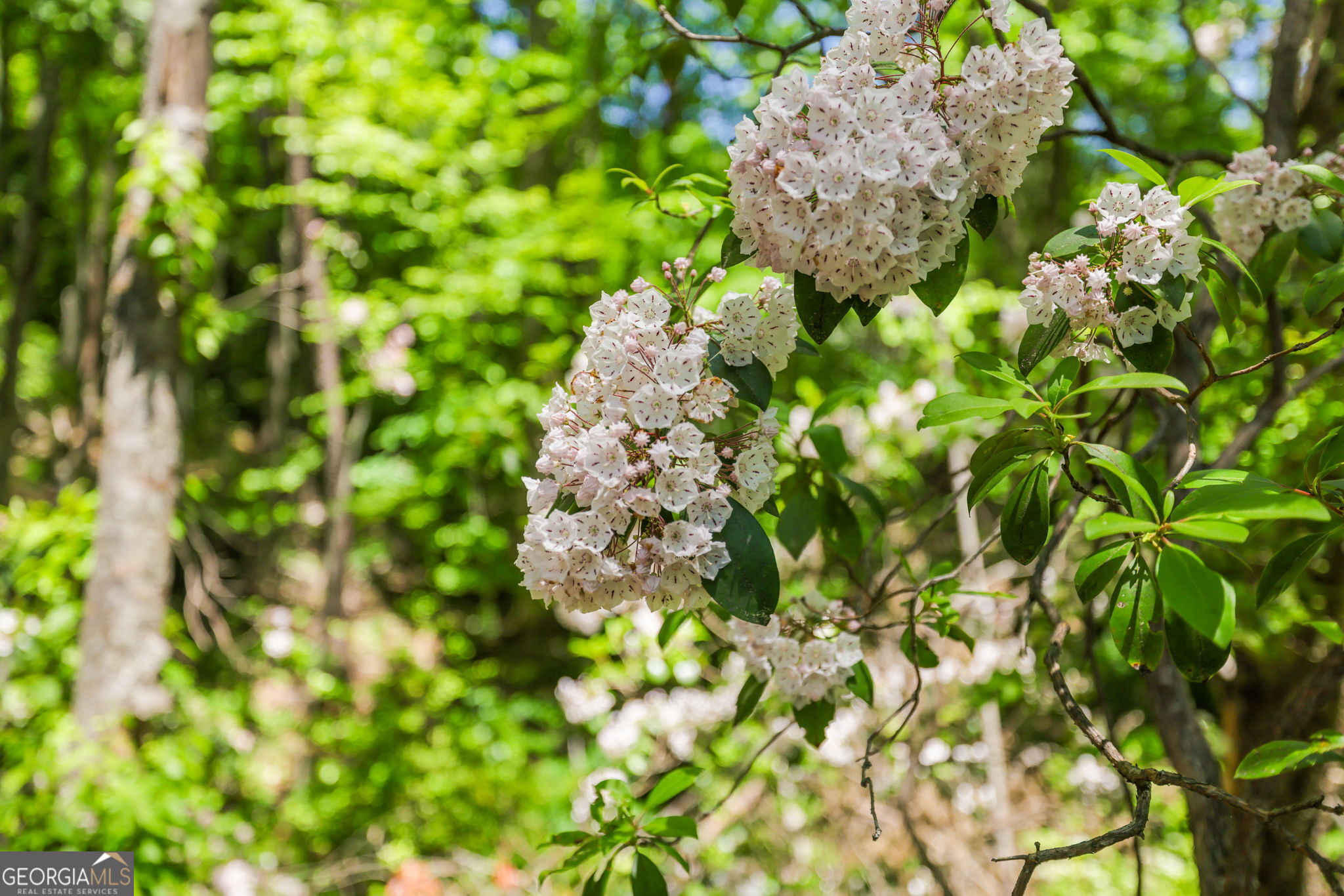 108 Olds Mountain Peak Rabun Gap GA 30568